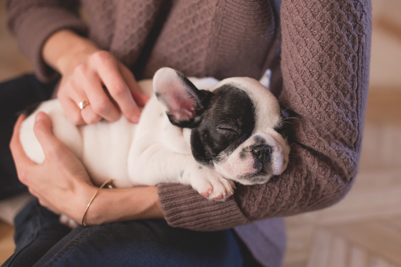 dog sleeping in arms of the owner