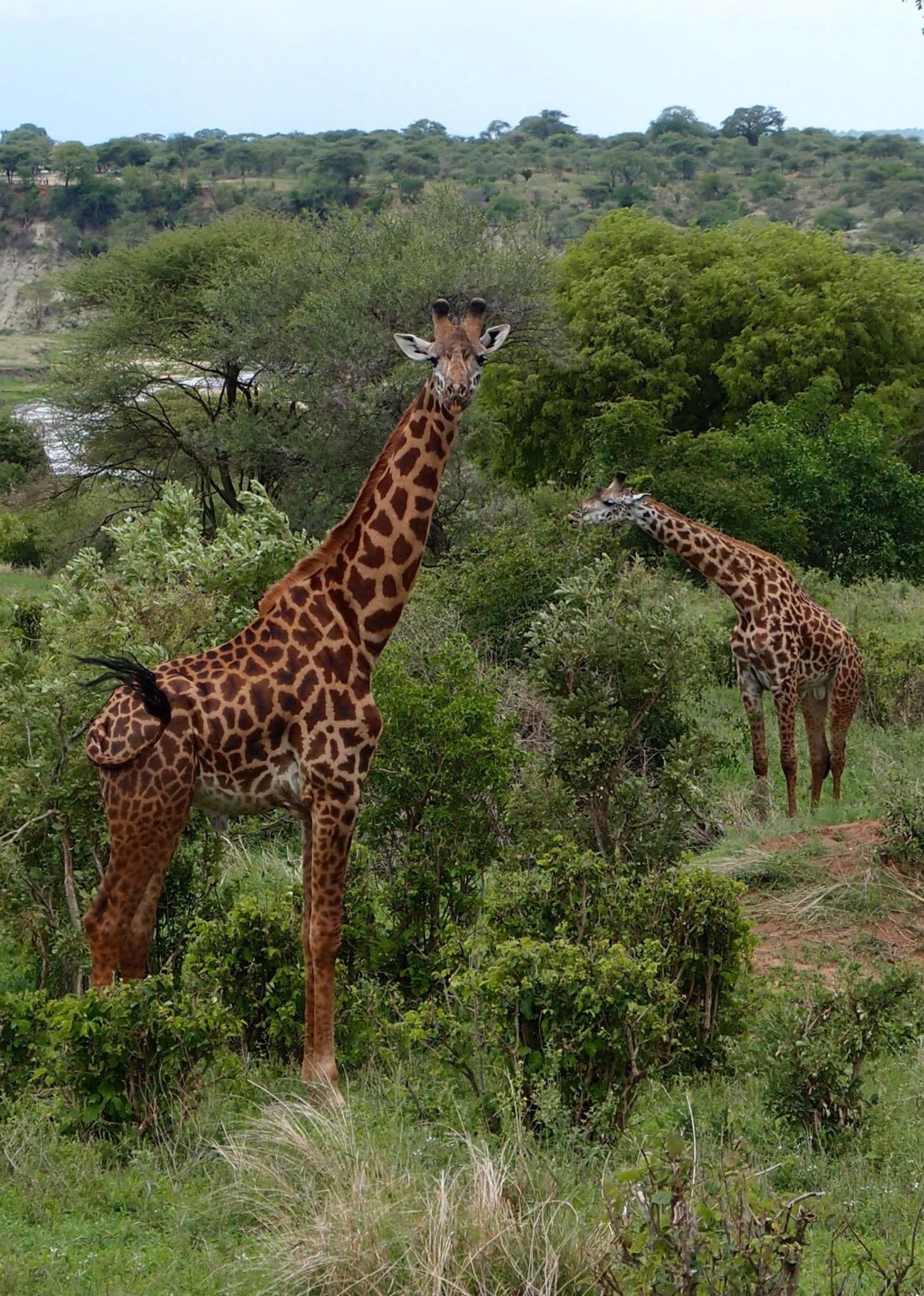 Tanzania 2012 - While we were there we were able to go on a safari.