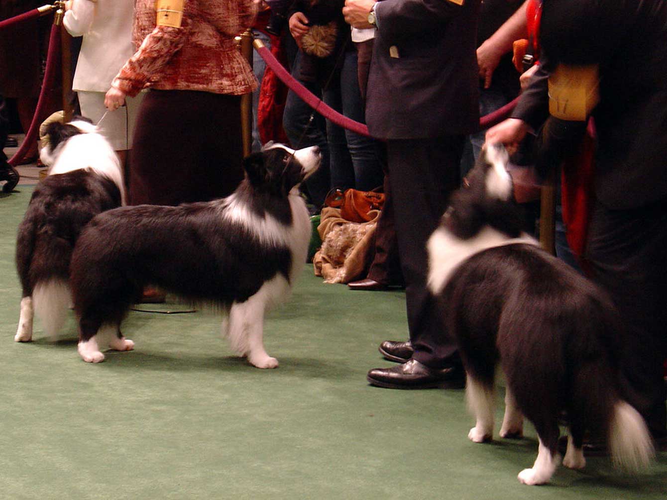 The Westminster Kennel Club Dog Show